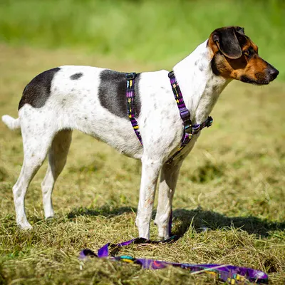 Autorska Psia Pracownia Zdolne Bestie